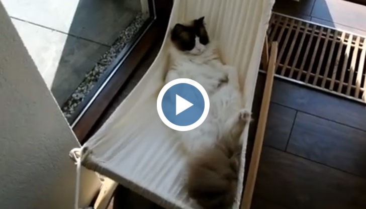 Виждали ли сте до сега котка да спи на хамак?