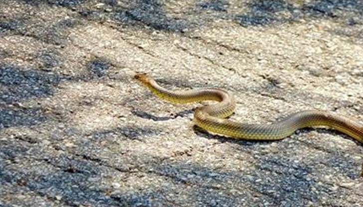 Смокове гиганти се хвърлят пред шофьори Смокове гиганти се хвърлят пред шофьори