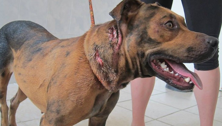 Спешно се издирват стопаните!