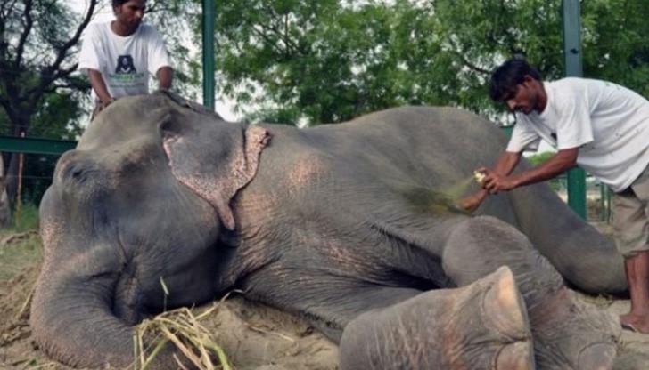 Слонът Раджу се разплака след края на 50-годишно робство