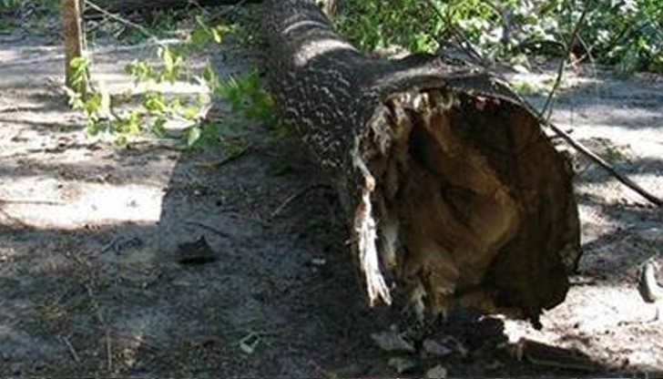 Бурята събори няколко дървета в Русе