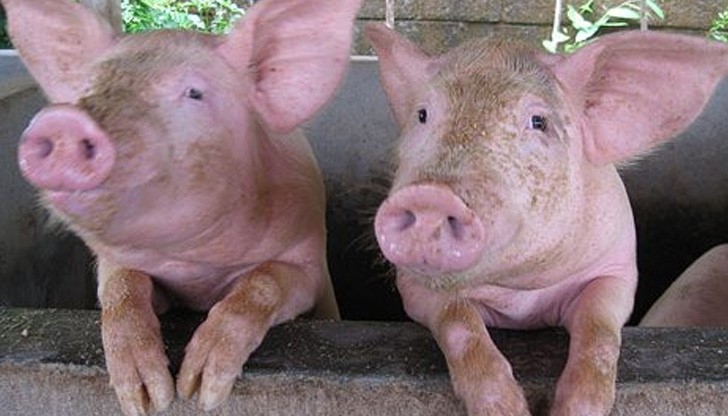 Швейцария забрани вноса на свинско от България