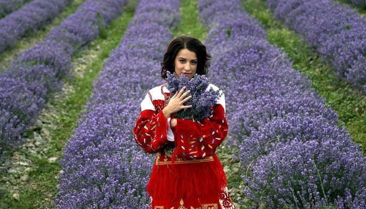 България измести Франция като №1 по добив на лавандула България измести Франция като №1 по добив на лавандула