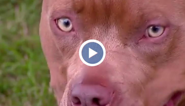 Питбул спаси живота на 13-годишно глухо момче