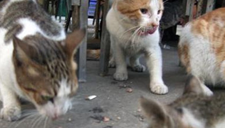 200 лева глоба за хранене на улична котка 200 лева глоба за хранене на улична котка