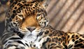 Убиецът на ягуара Алонсо: Два дни не съм спал, безкрайно много съжалявам