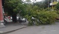 Огромен клон затвори улица в кв. "Хъшове"
