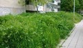 Мотивират с глоба озеленителите в Русе, за да си свършат работата