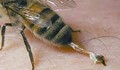 Пчела ужили и затри възрастна българка за минути