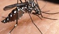 Натъкнаха се на изключително опасен тигров комар в Бургас