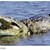 Огромен крокодил плува в река Дунав