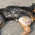 Потресаваща жестокост: Цигани вързаха куче за кола и го влачиха, докато умре!
