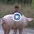Циганчета яздят бременна свиня в града