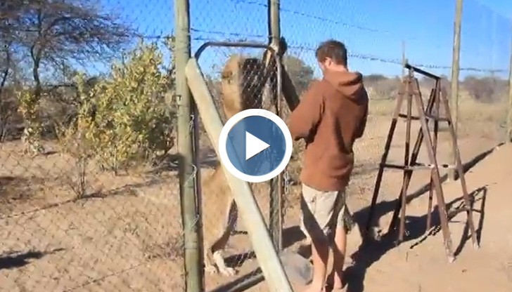 Трогателна среща между човек и лъвица