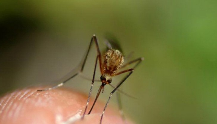 Комарите продължават да пият кръвта на русенци