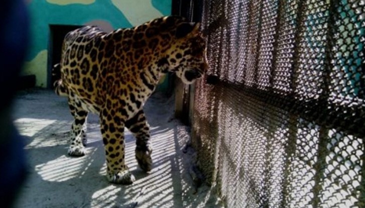 Кметът на Ловеч разкри истината за ягуара Алонсо Кметът на Ловеч разкри истината за ягуара Алонсо