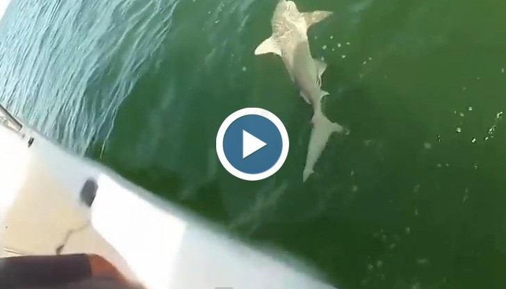 Най-великият риболов в историята! Той хвана акула, но секунди по-късно...