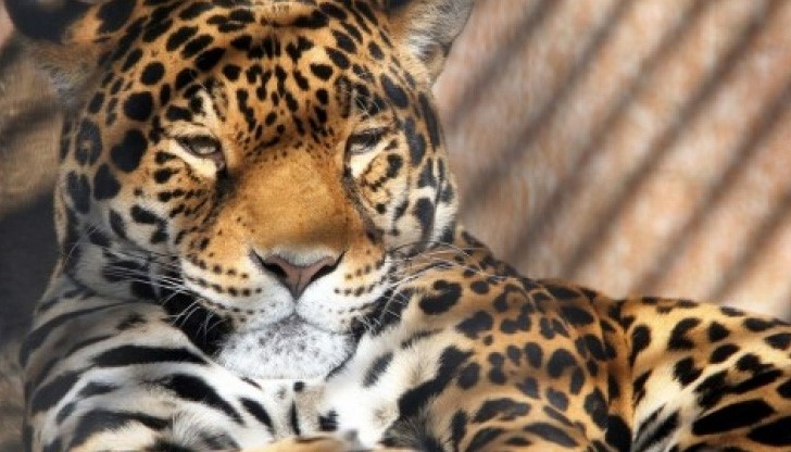 Убиецът на ягуара Алонсо: Два дни не съм спал, безкрайно много съжалявам