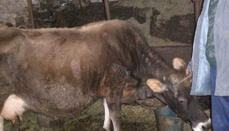 Умряло теле в Шуменско даде положителна проба за антракс