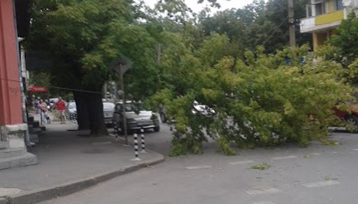 Огромен клон затвори улица в кв. "Хъшове"