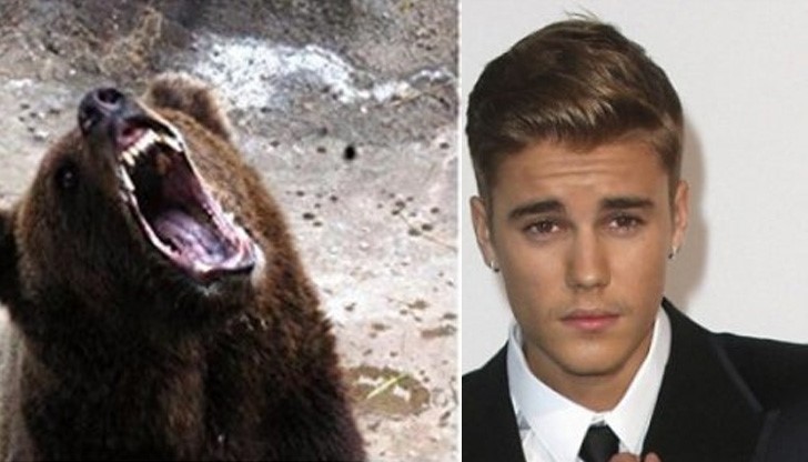 Парче на Джъстин Бийбър стресна мечка, спаси рибар от смърт Парче на Джъстин Бийбър стресна мечка, спаси рибар от смърт