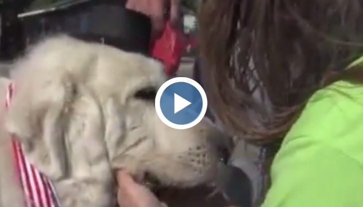 Избраха куче за кмет на село