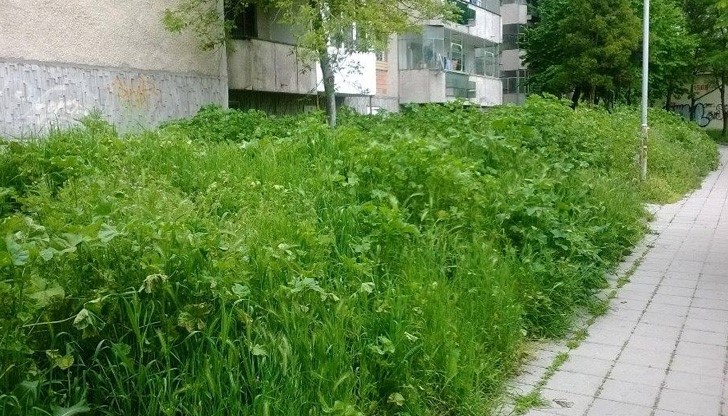 Мотивират с глоба озеленителите в Русе, за да си свършат работата Мотивират с глоба озеленителите в Русе, за да си свършат работата