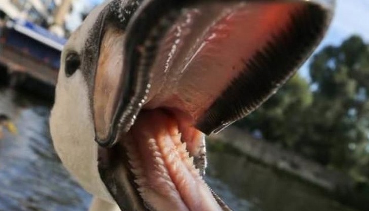 Лебед хулиганства в езеро