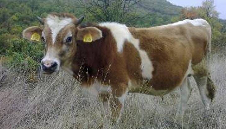 Четирима апаши нарамиха 200 кила теле, натовариха го в бус