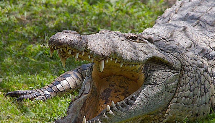 Жители на село Баня: Оставете крокодилите на русенци