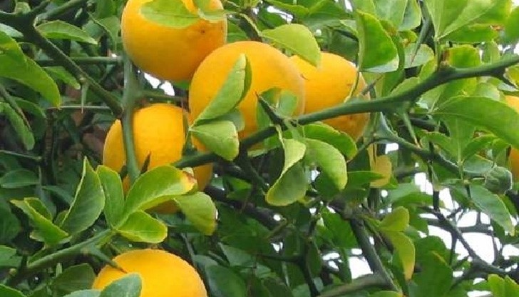 Лимоните удариха 8 лева Лимоните удариха 8 лева