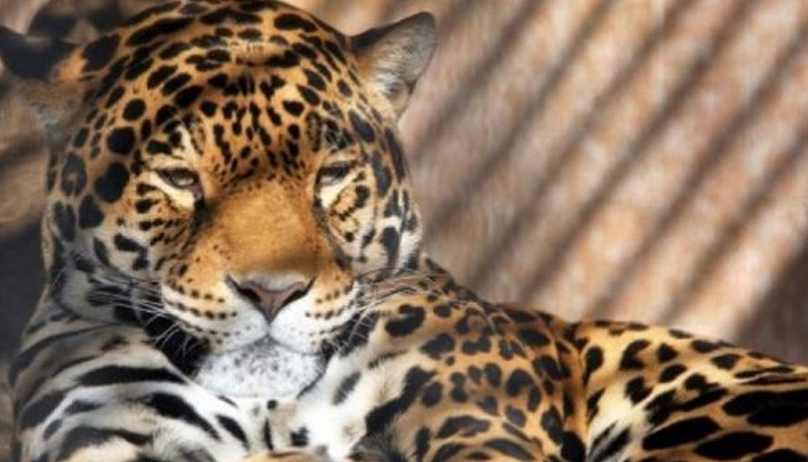 Алонсо се връщал два пъти сам в клетката, преди да бъде разстрелян