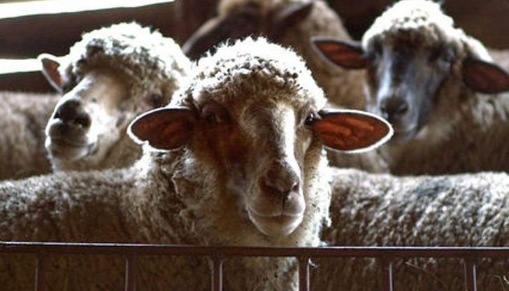 Опасността от "син език" затвори пазарите на преживни животни в Русенско Опасността от "син език" затвори пазарите на преживни животни в Русенско