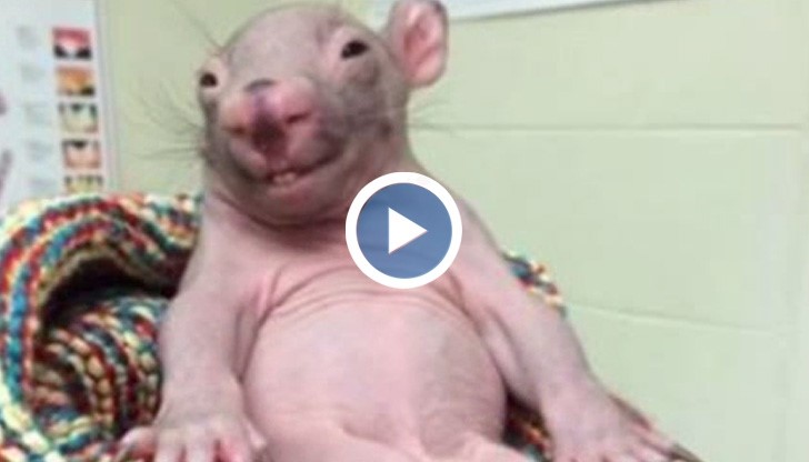 Най-странното животно в света подлуди потребителите в интернет