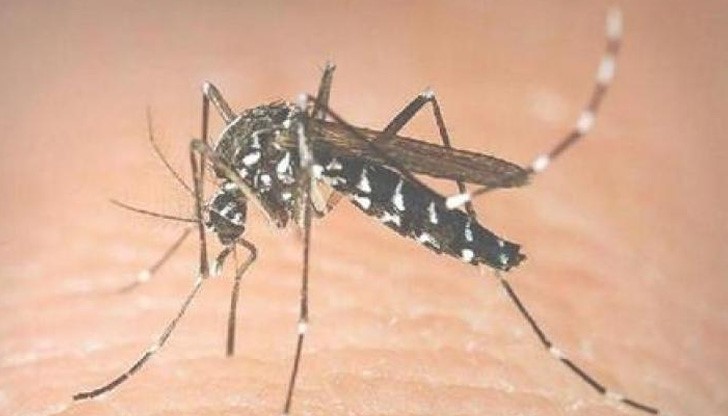 Тигровият комар плъзна по морето