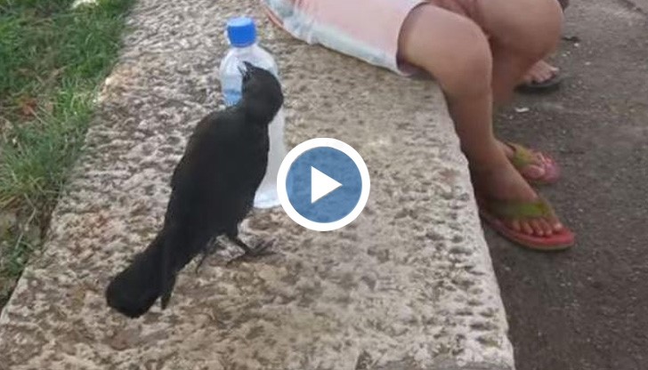 Гарван с обноски моли хората за малко помощ