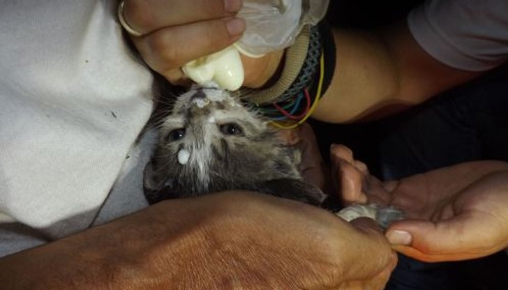 Три служби спасяват живота на коте в Мизия