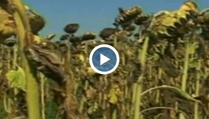 Жътвата на слънчогледа в Русенско закъснява