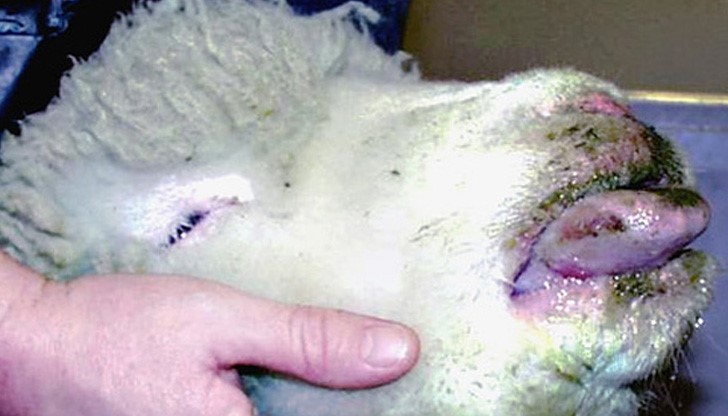 „Син език” яде парите на животновъдите, съмняват се за болестта и в Русенско „Син език” яде парите на животновъдите, съмняват се за болестта и в Русенско