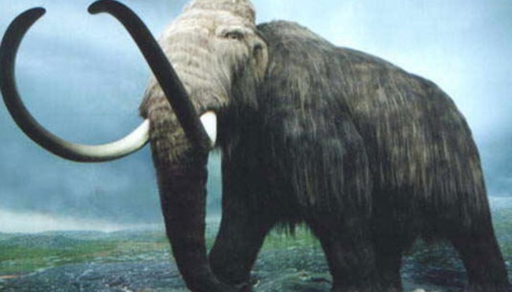 Мамут за 8 000 лв. влиза в ултрамодерния екомузей в Русе Мамут за 8 000 лв. влиза в ултрамодерния екомузей в Русе