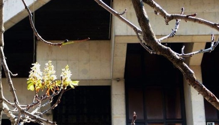 Чака ни люта зима - кестените разцъфтяха отново