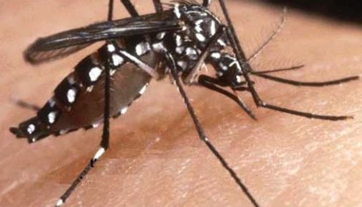 Натъкнаха се на изключително опасен тигров комар в Бургас