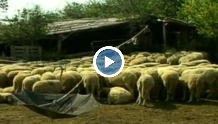 Вземат спешни мерки срещу болестта „син език” при овцете