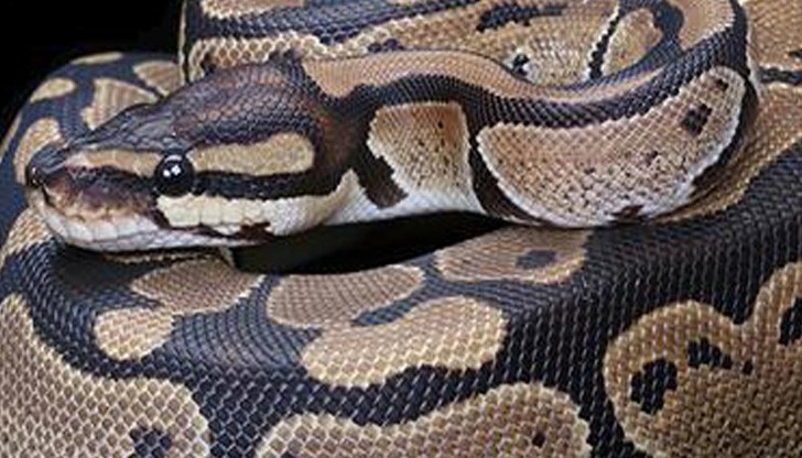 Питон яде котенца в столичен квартал Питон яде котенца в столичен квартал