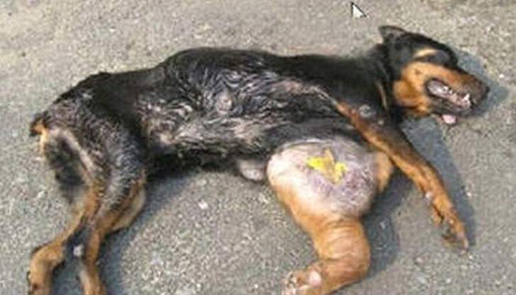 Потресаваща жестокост: Цигани вързаха куче за кола и го влачиха, докато умре!
