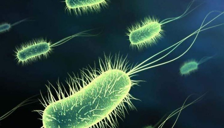 "Жилава" бактерия уби петима македонци "Жилава" бактерия уби петима македонци