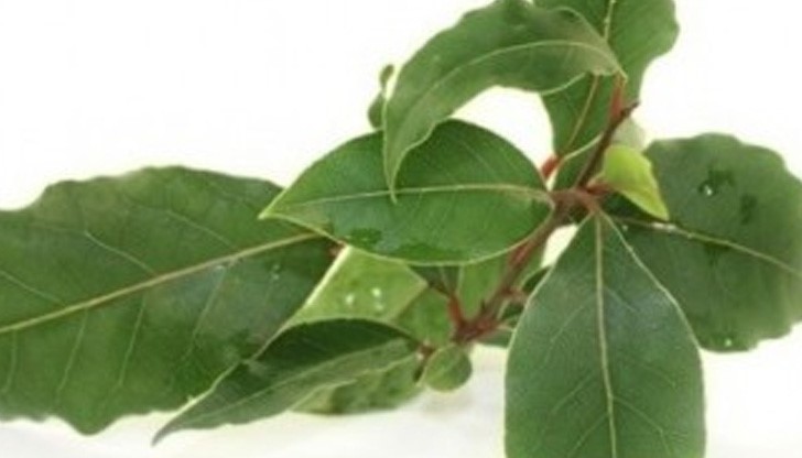 Запалете лист от това растение в пепелник и излезте за 10 минути от стаята Запалете лист от това растение в пепелник и излезте за 10 минути от стаята