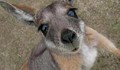 Отровиха двойка кенгурута с бебе