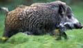 Ловджии зареждат пушките, откриват сезона за лов на дива свиня