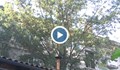 Къща в Русе се напуква заради дърво